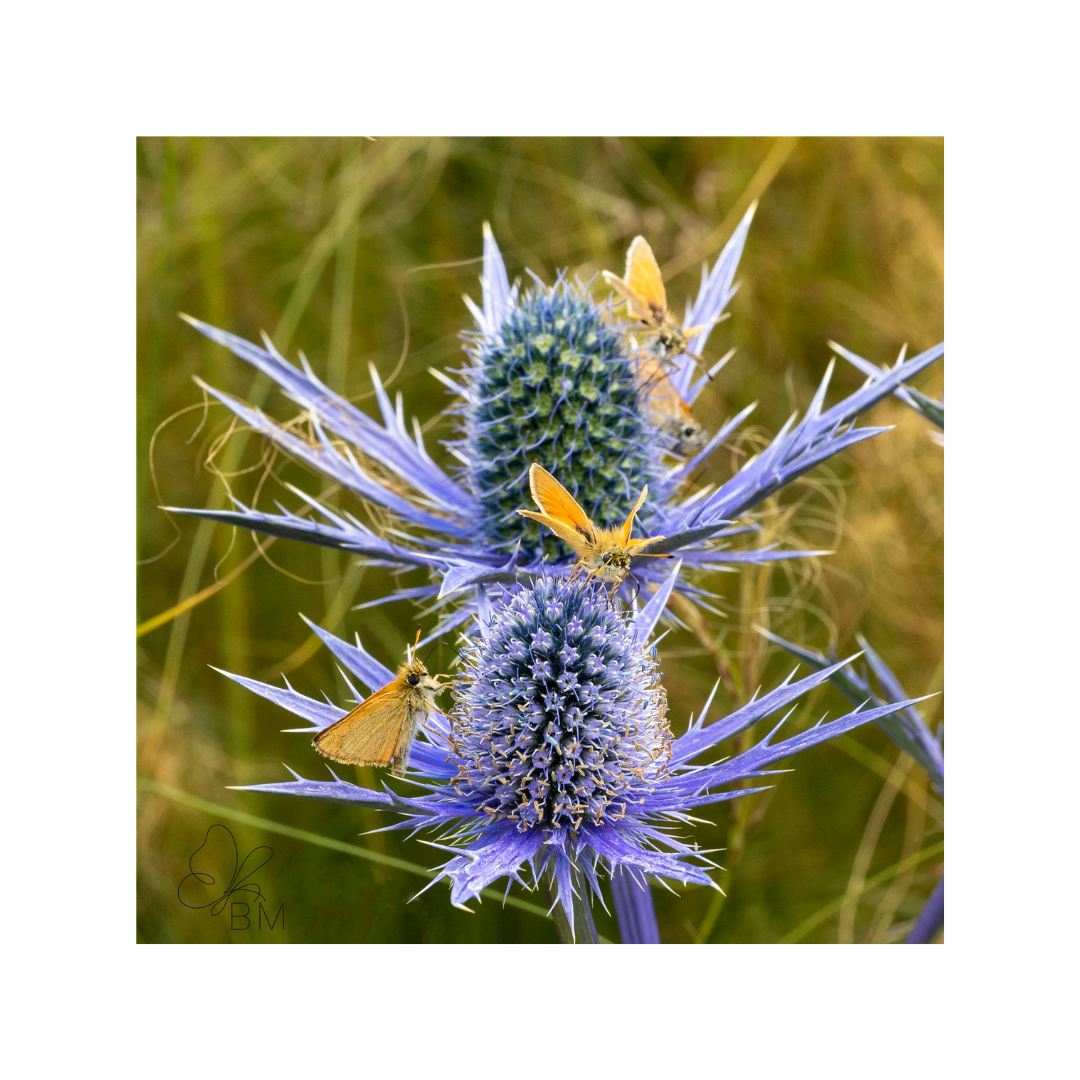 Yellow Butterflies and the Sea Holly