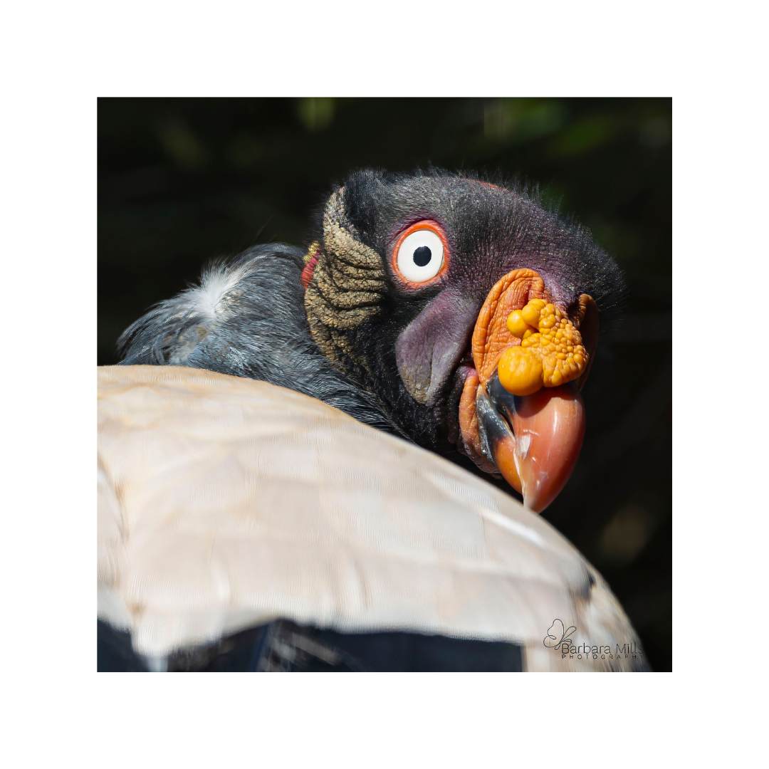 King of Carrion