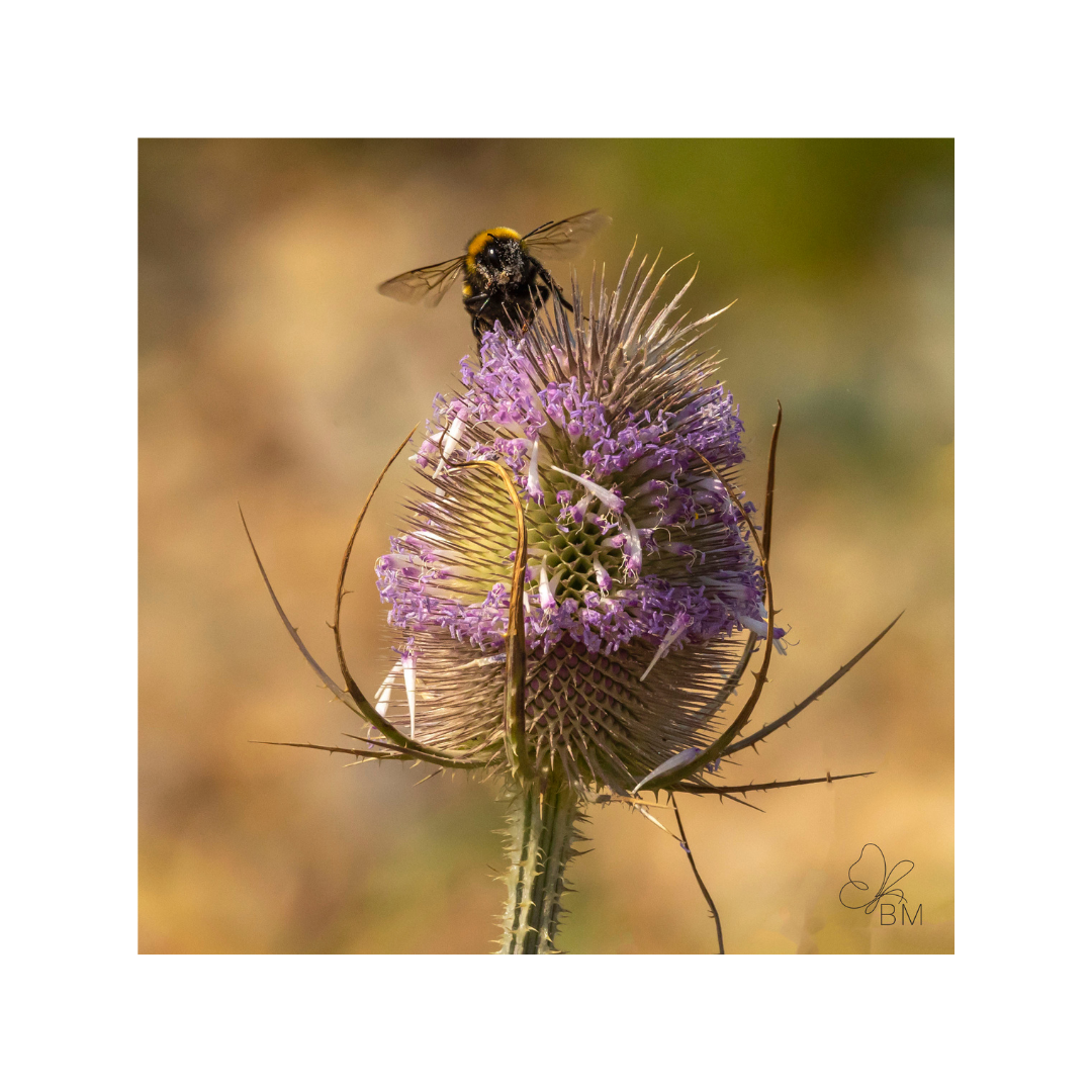The Bee and the Thistle