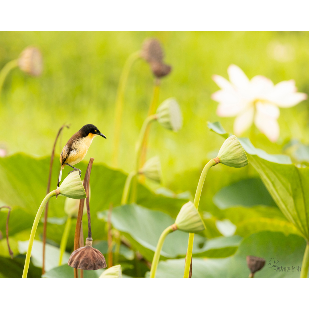 Among the Lotus