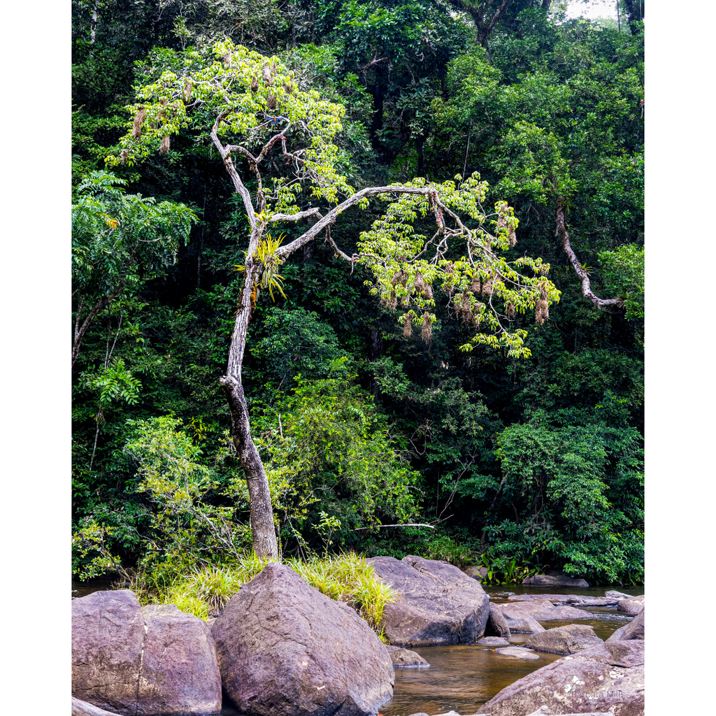 The Weaver Tree