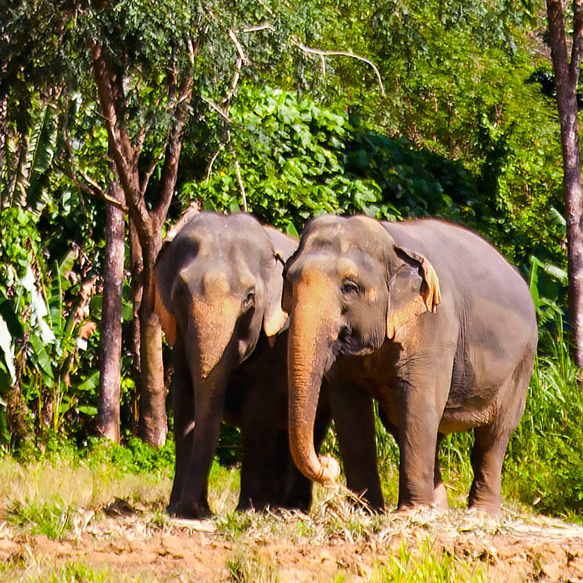 Elephant Hills