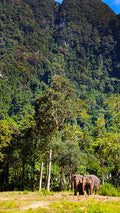 Elephant Hills
