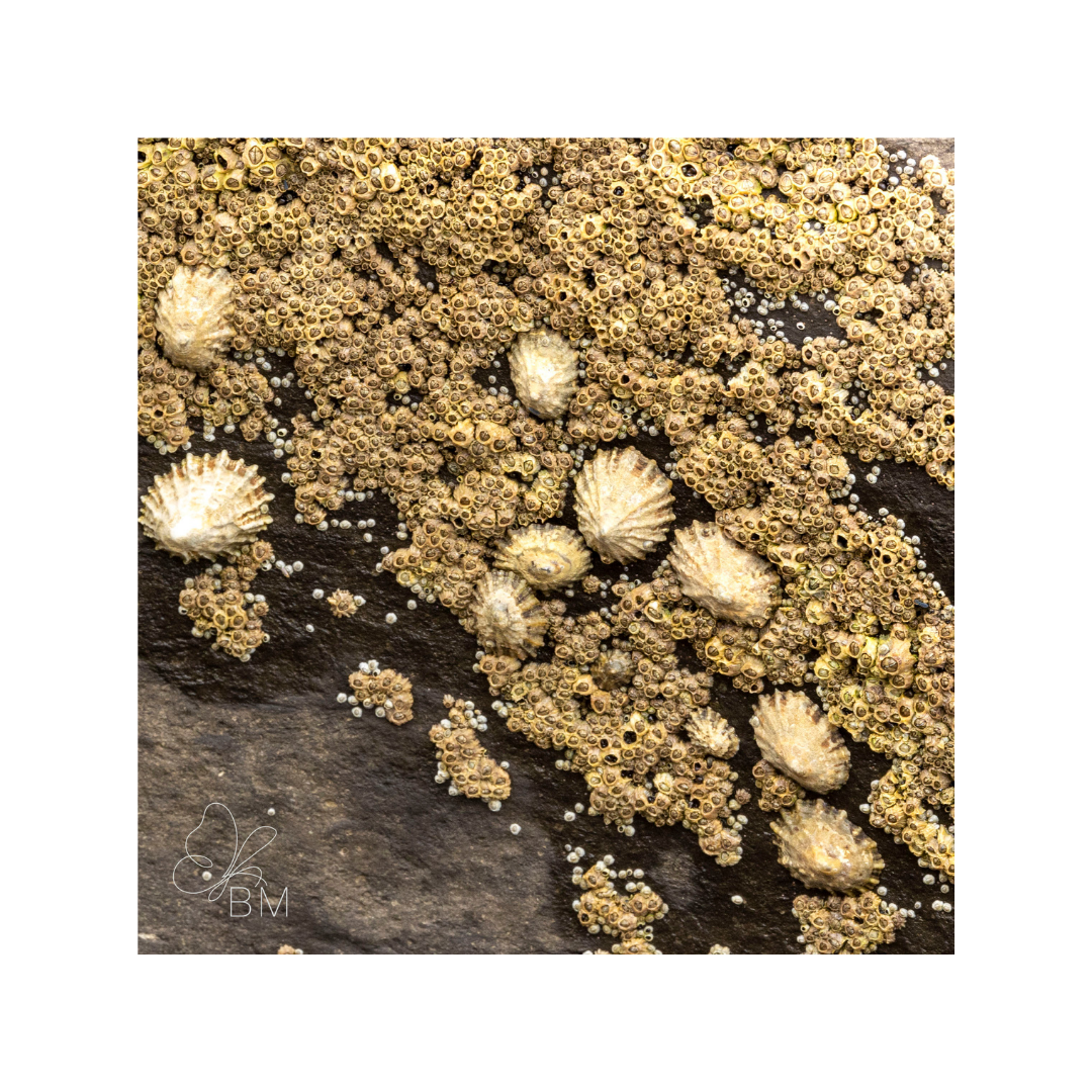 Limpet – Tidal Mosaic