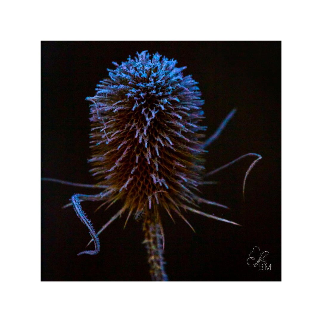 Frosty Teasel