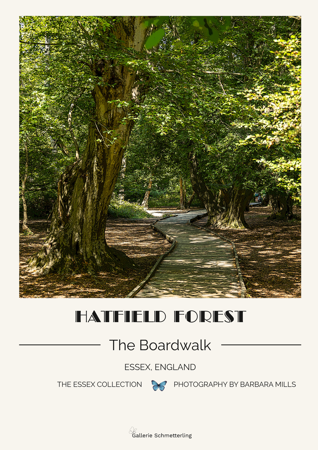 Hatfield Forest – The Boardwalk