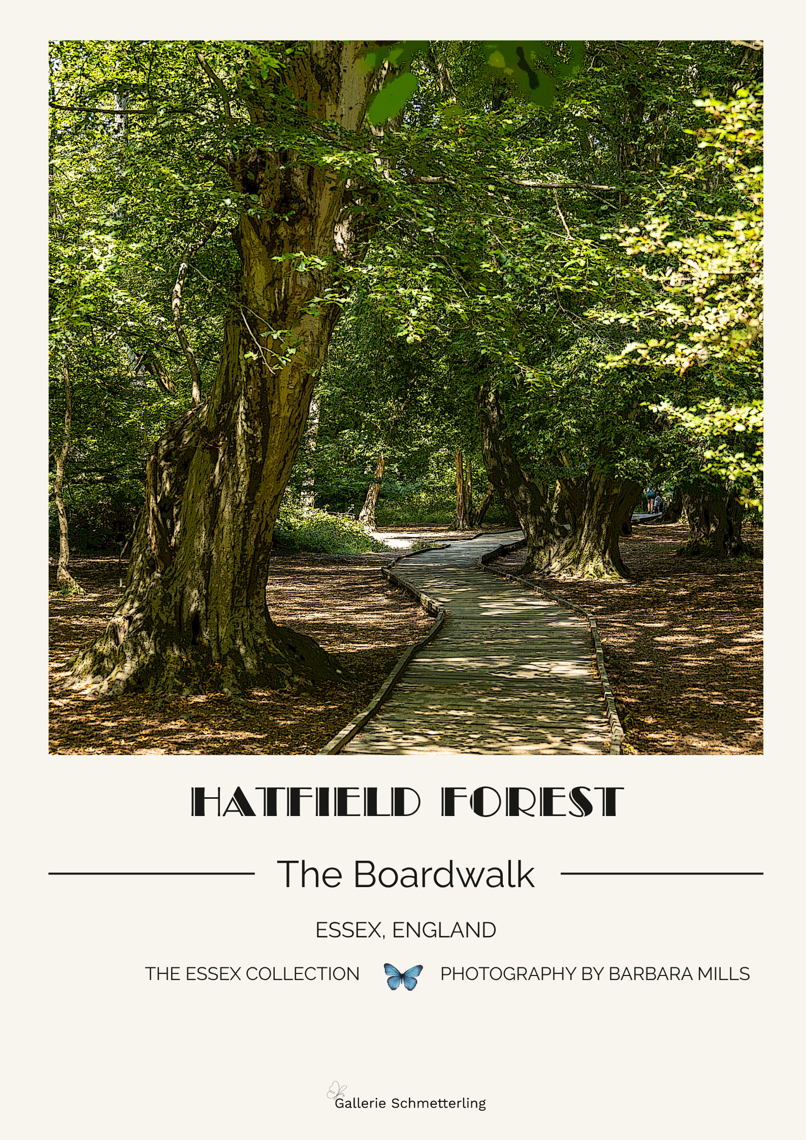 Hatfield Forest – The Boardwalk