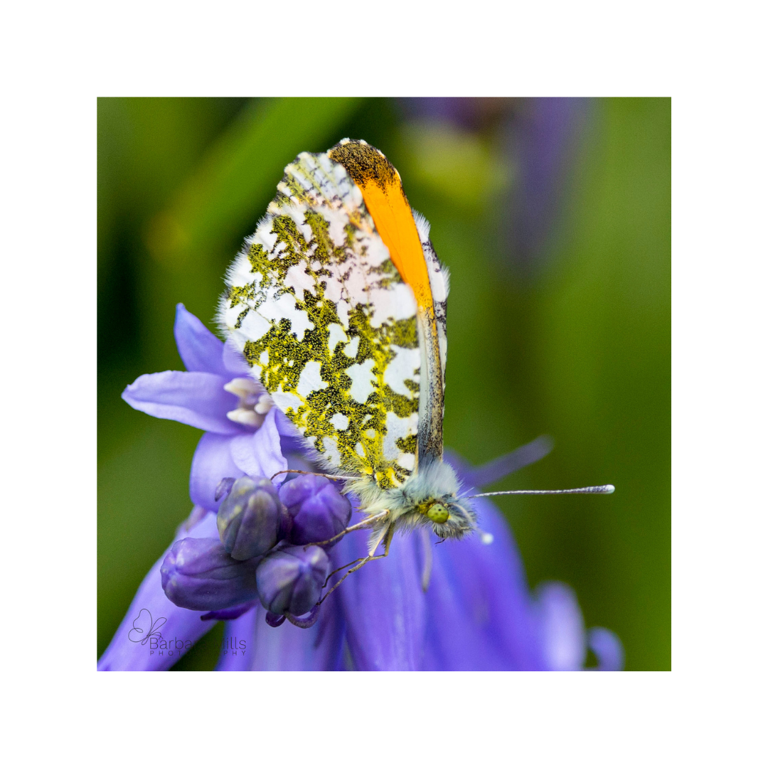 Orange Tip Butterfly