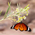 Petra's Plain Tiger