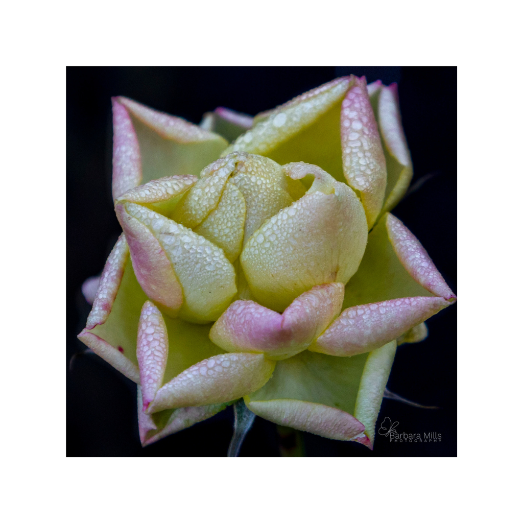 January Rose