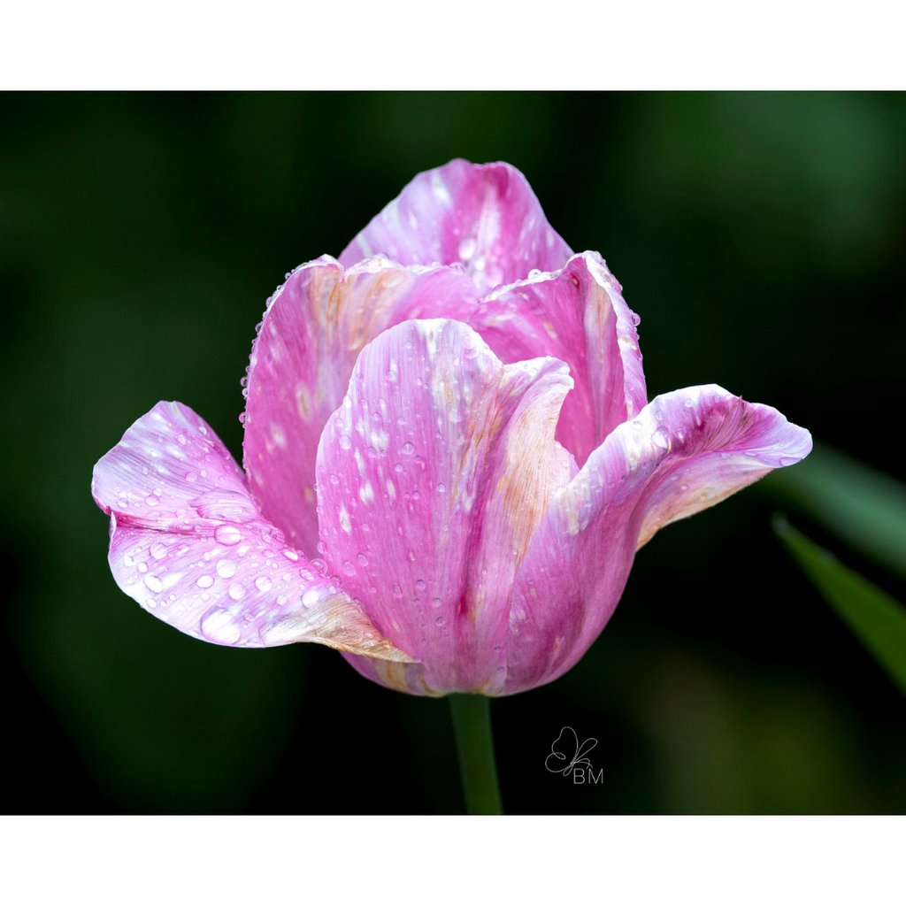 Beeliegh Tulip No 3