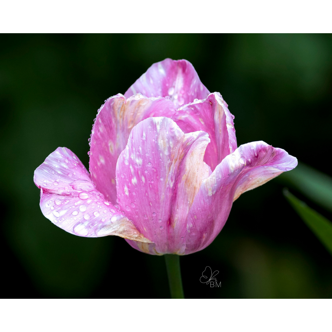 Beeliegh Tulip No 3
