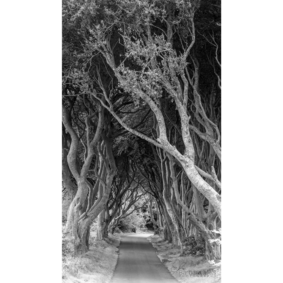 The Dark Hedges