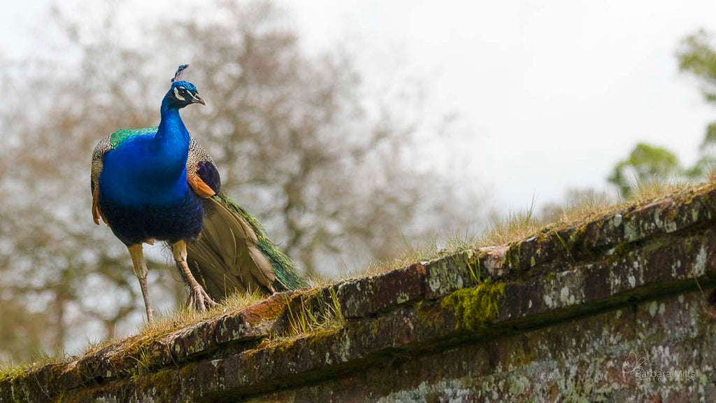 Come into the Walled Garden