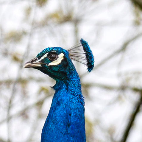 The Magnificent Peacock