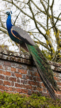 The Magnificent Peacock