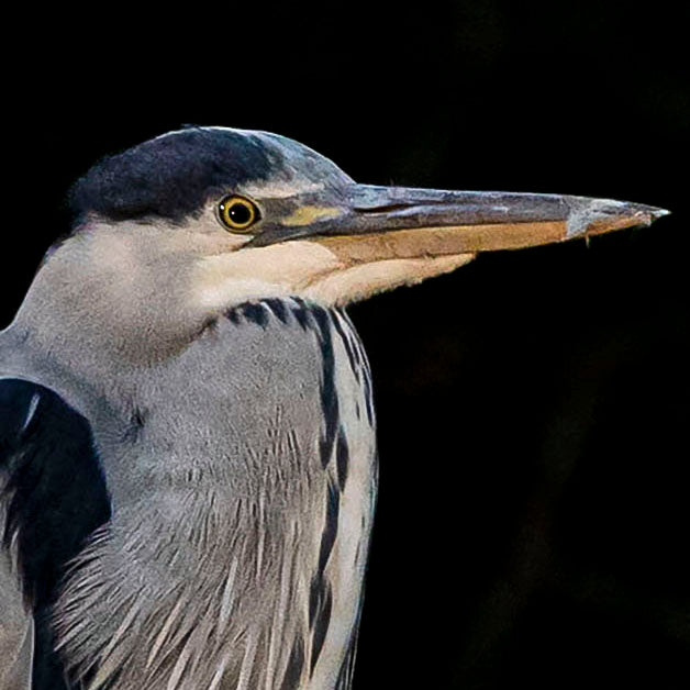 The Heron