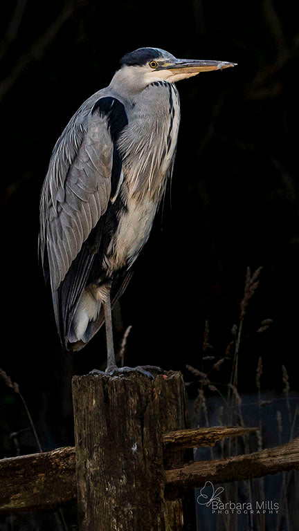 The Heron