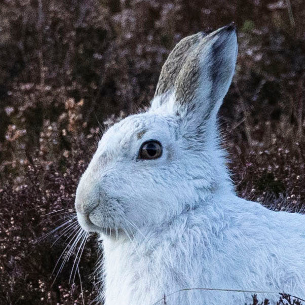 Snow Hare in Pink Heather