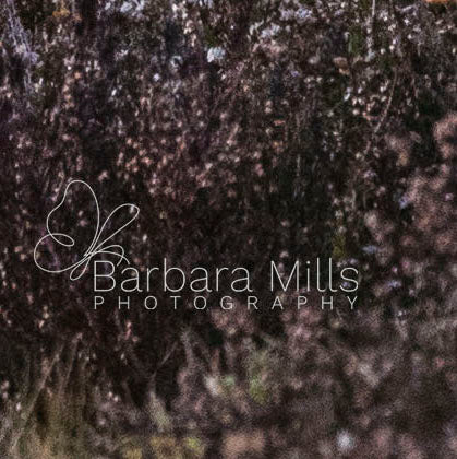 Snow Hare in Pink Heather