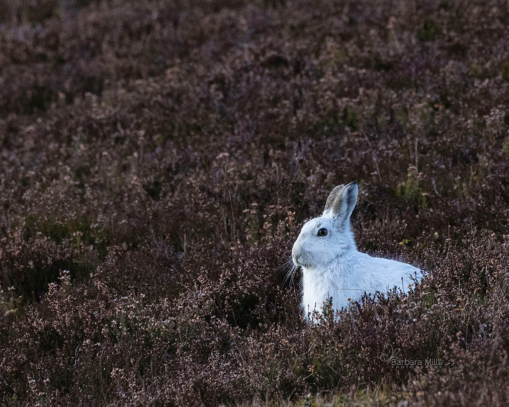 Snow Hare in Pink Heather