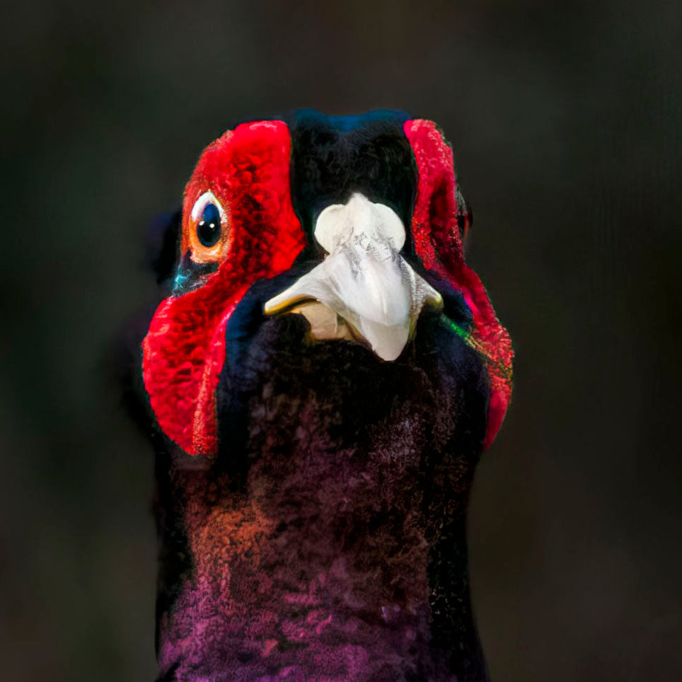 The Beautiful Ditch Parrot