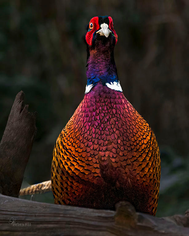 The Beautiful Ditch Parrot