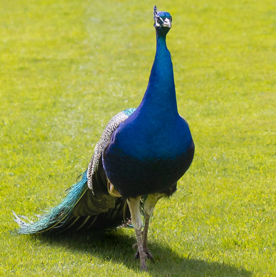 Welcome to the Walled Garden