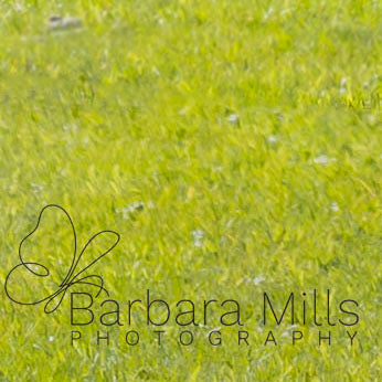 Welcome to the Walled Garden