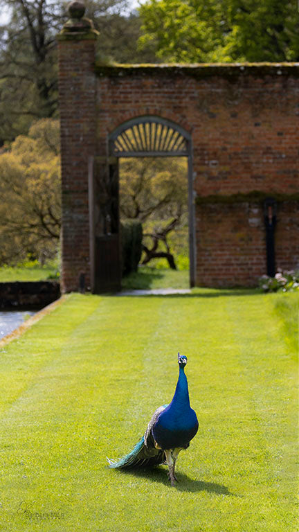 Welcome to the Walled Garden