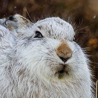 Best view on the Mountain