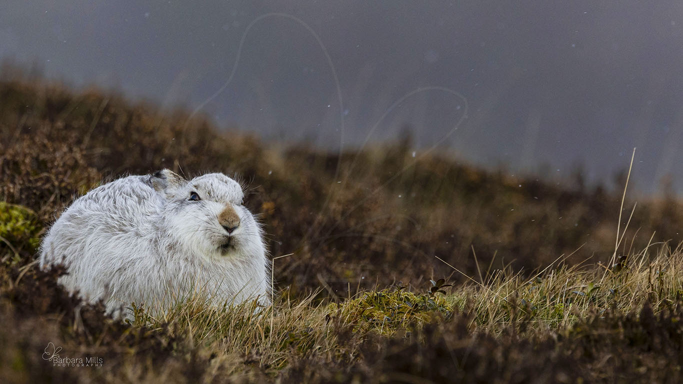 Best view on the Mountain