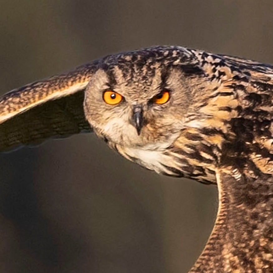 Sway on Silent Wings