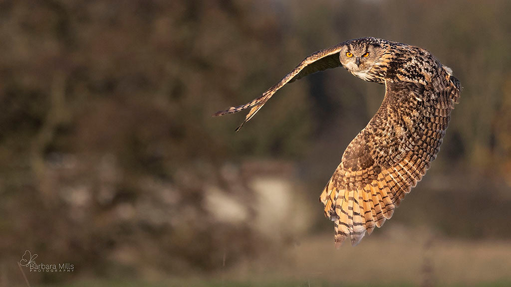 Sway on Silent Wings
