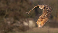 Sway on Silent Wings