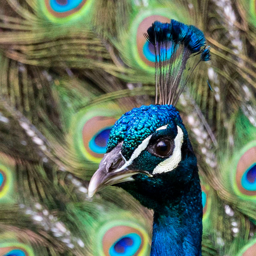 The Eyes have it!