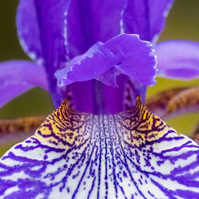 Bearded Lily