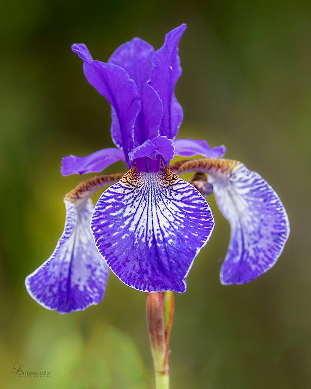 Bearded Lily
