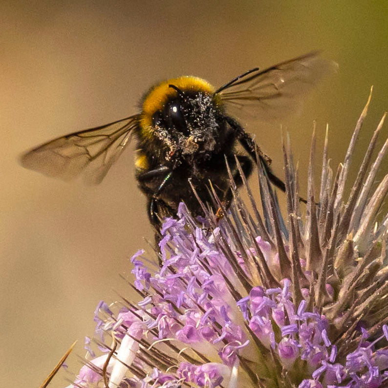 The Bee and the Thistle