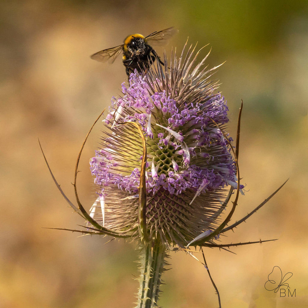 The Bee and the Thistle