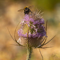 The Bee and the Thistle