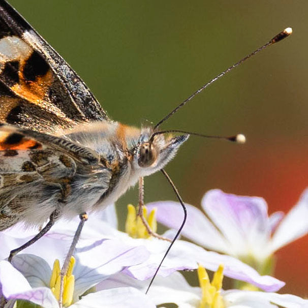 Painted Lady