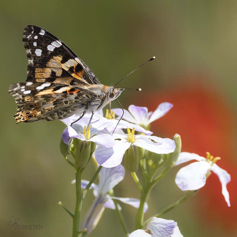 Painted Lady
