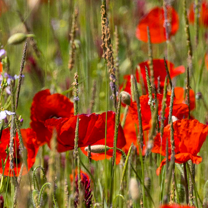 Poppy Meadow