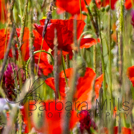 Poppy Meadow