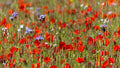 Poppy Meadow