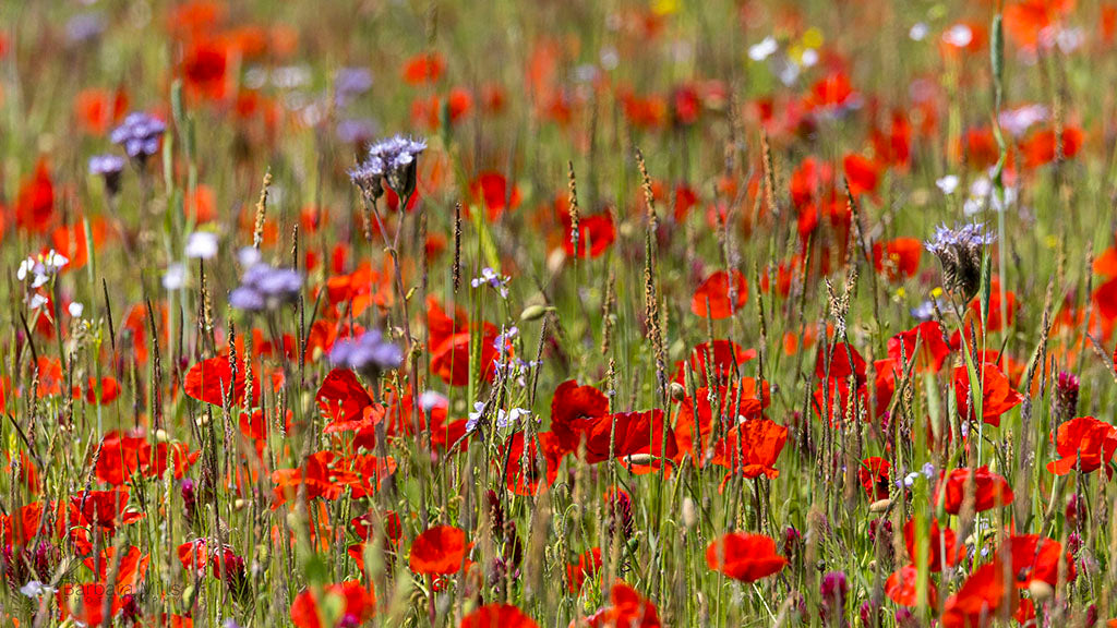 Poppy Meadow