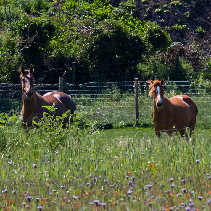 Poppies and Ponies