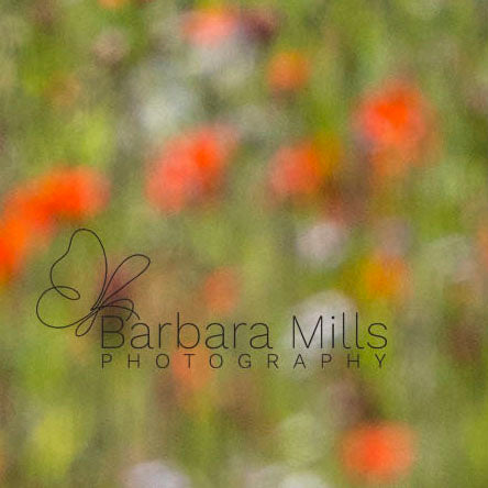 Poppies and Ponies