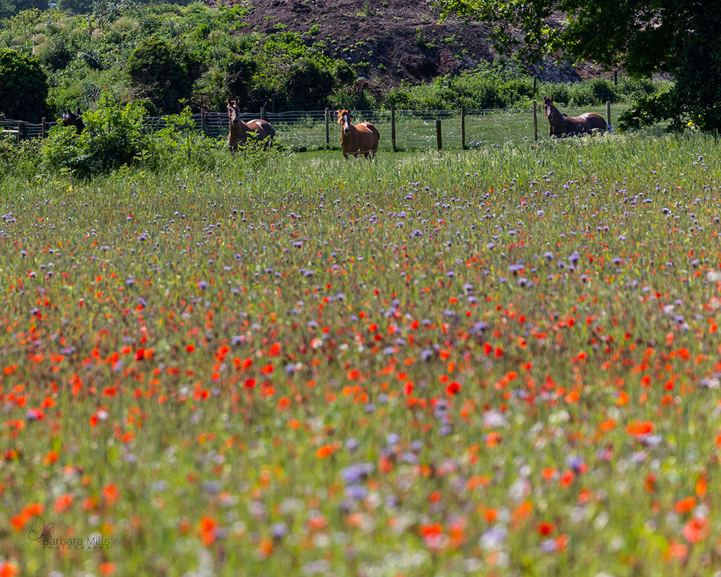 Poppies and Ponies